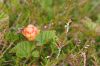 dscf4323.jpg