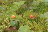 dscf4342.jpg