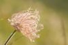 dscf6212.jpg