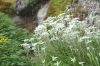 dsc34770.jpg